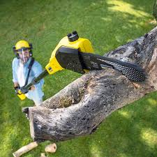 Lawn Pest Prevention in Southmont, PA